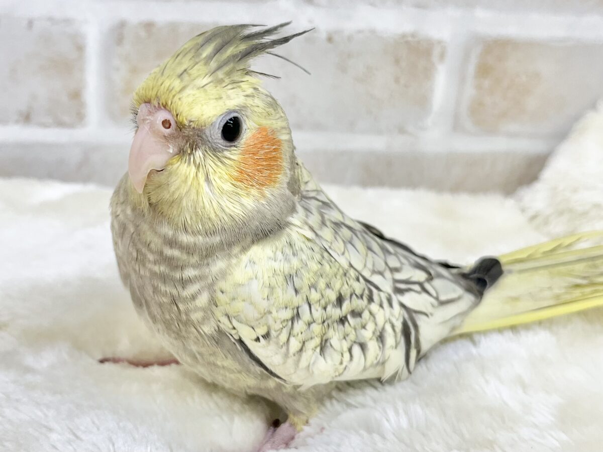 オカメインコ