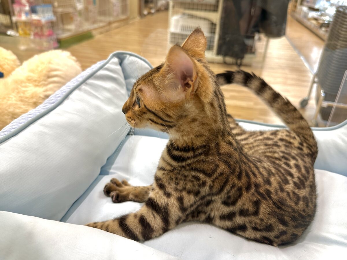 ベンガル