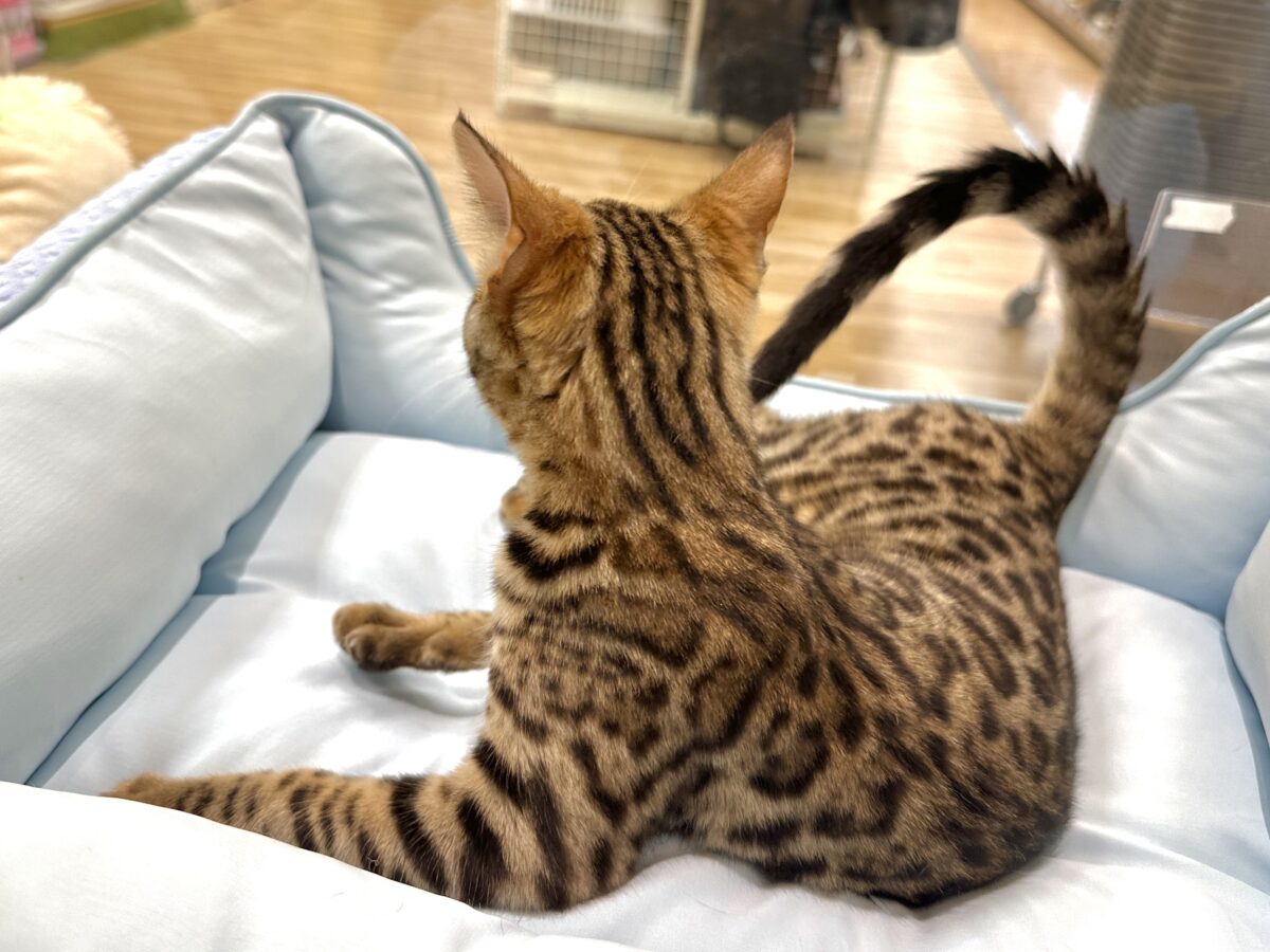 ベンガル
