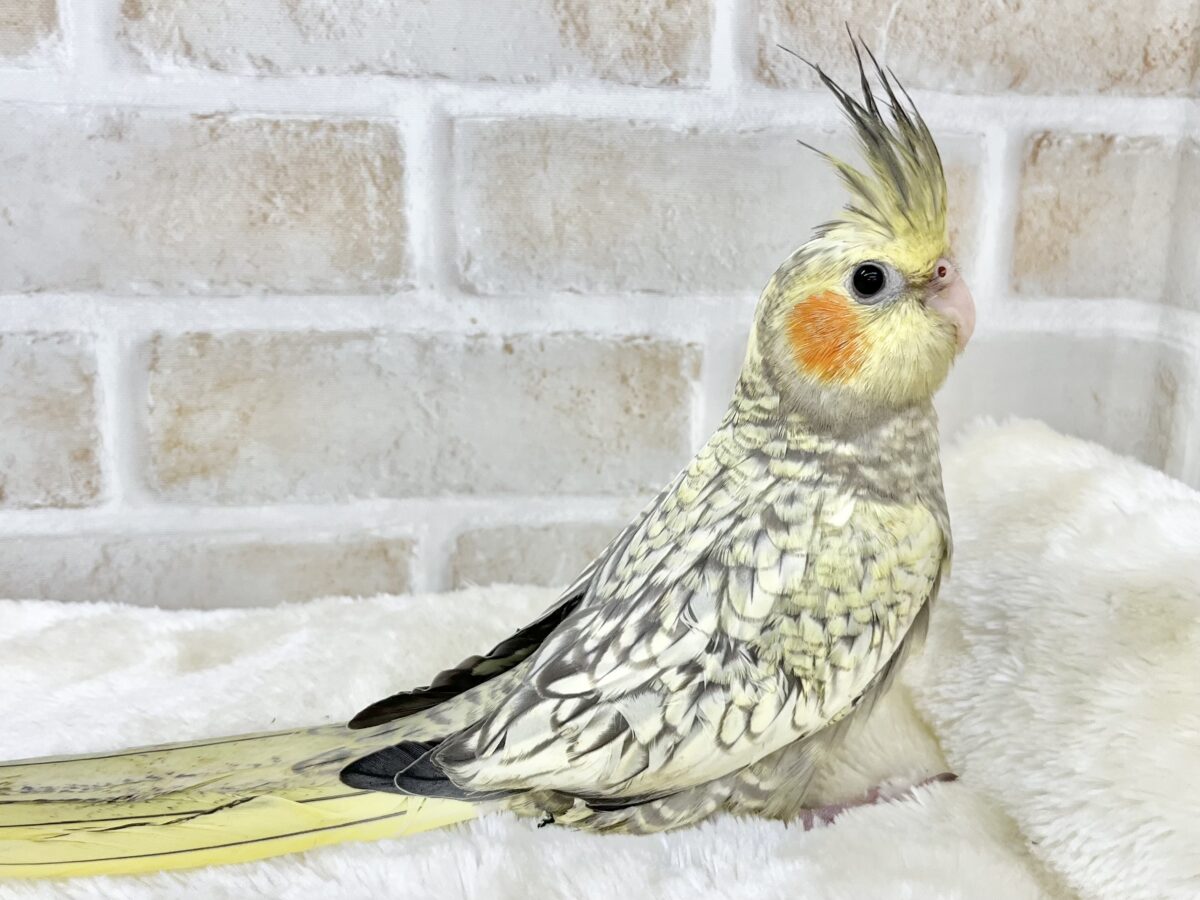 オカメインコ