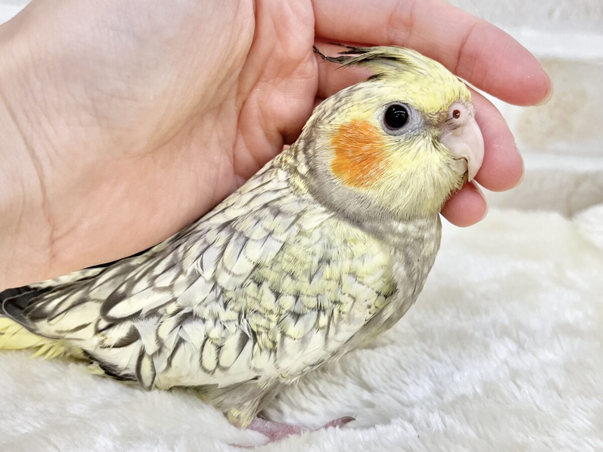 オカメインコ
