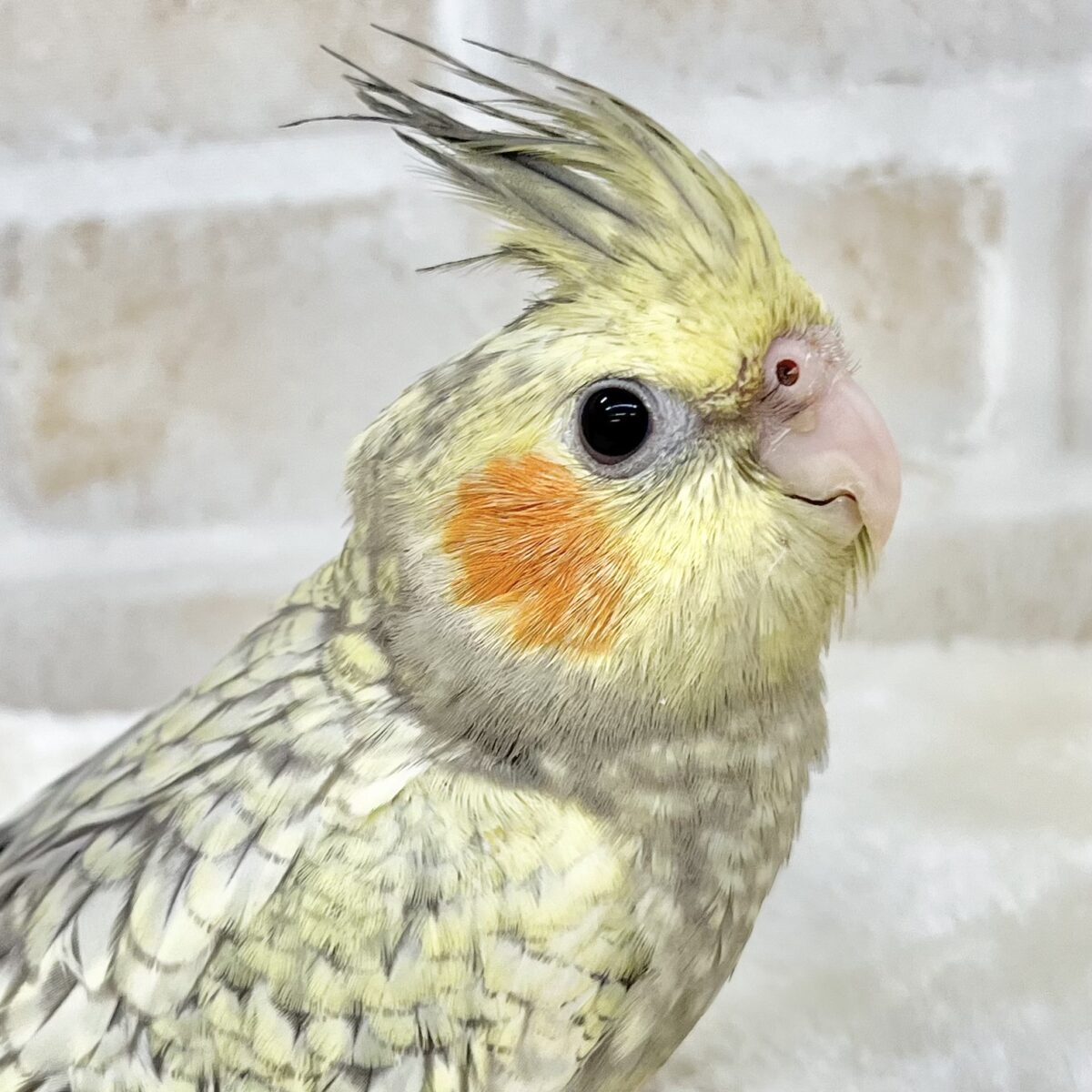 おっとりさん☺️💓　オカメインコ（パール）