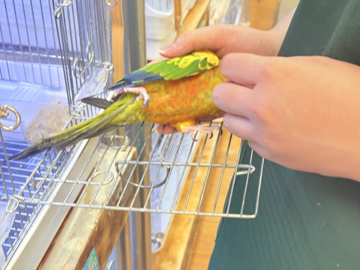 コガネメキシコインコ