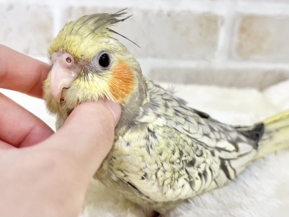 オカメインコ