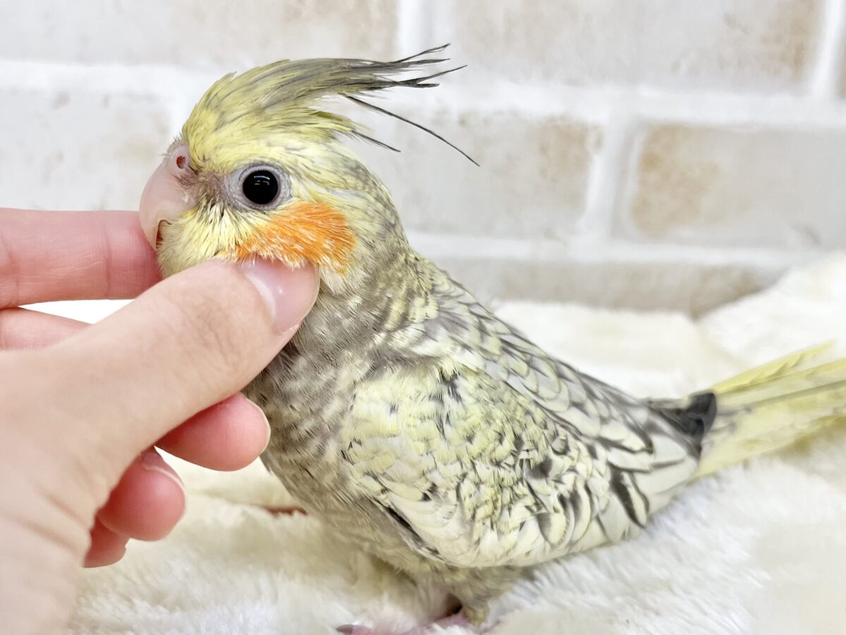 オカメインコ