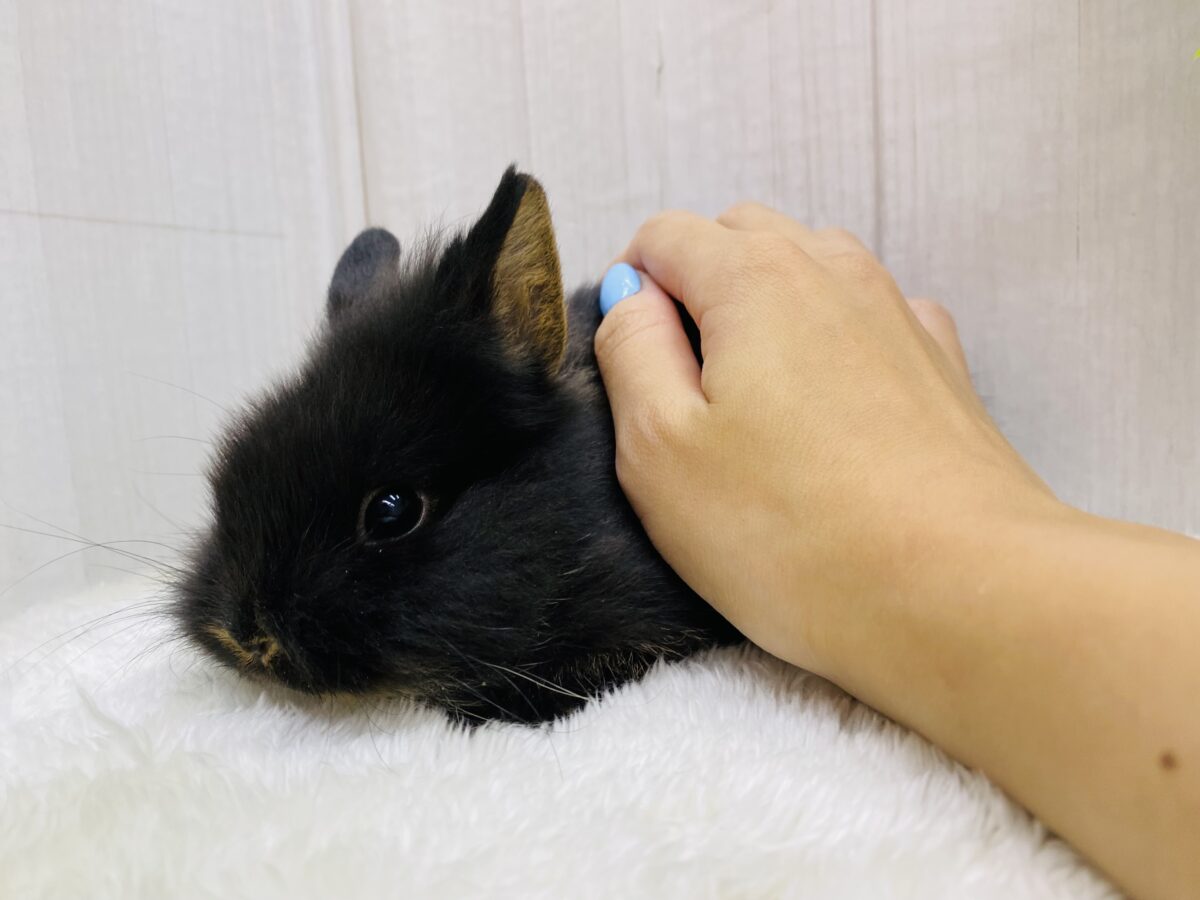 ライオンラビット