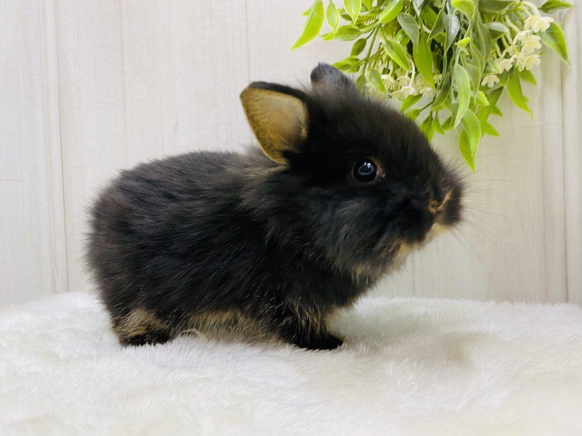 ライオンラビット