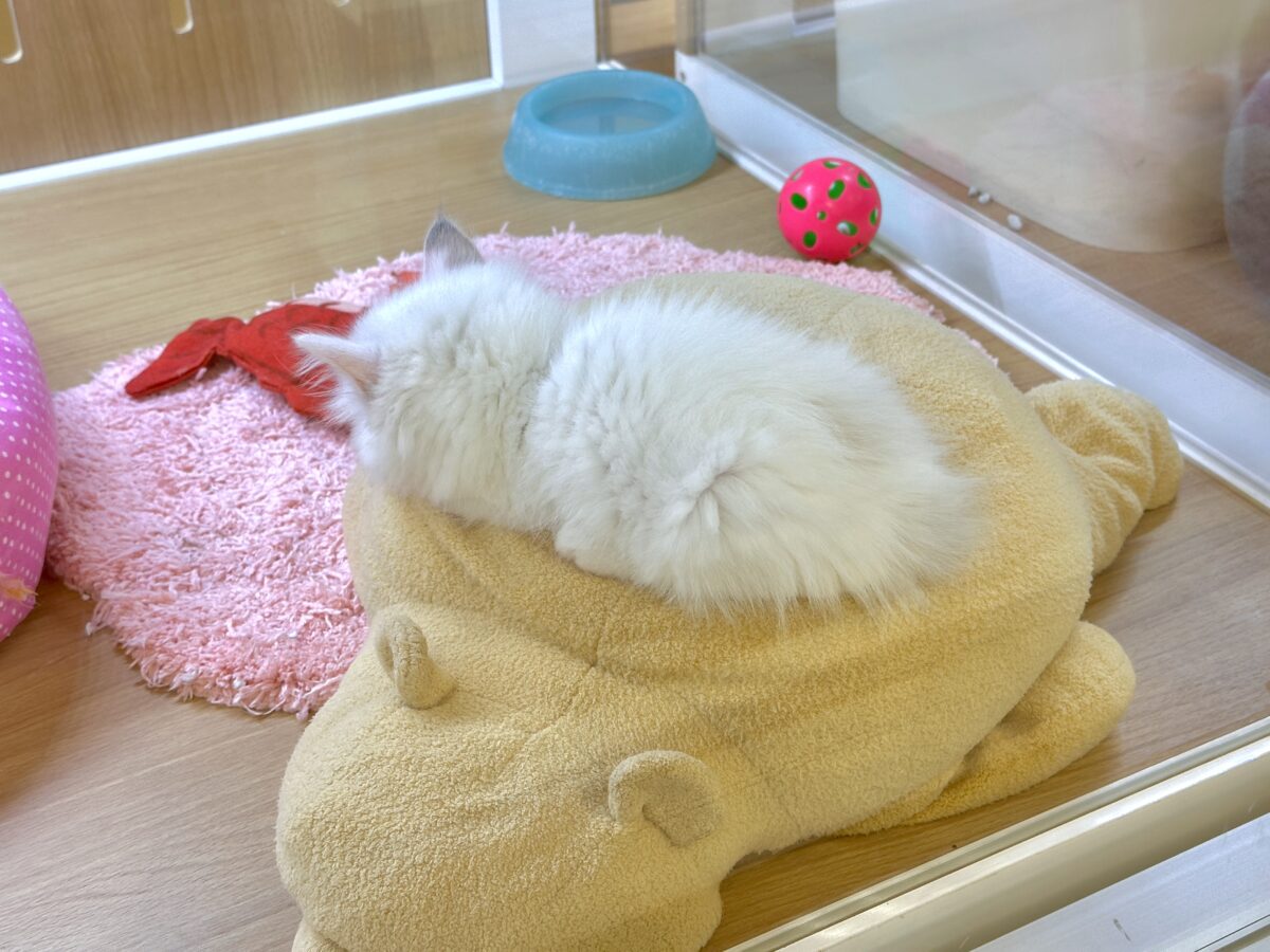 ネヴァマスカレード