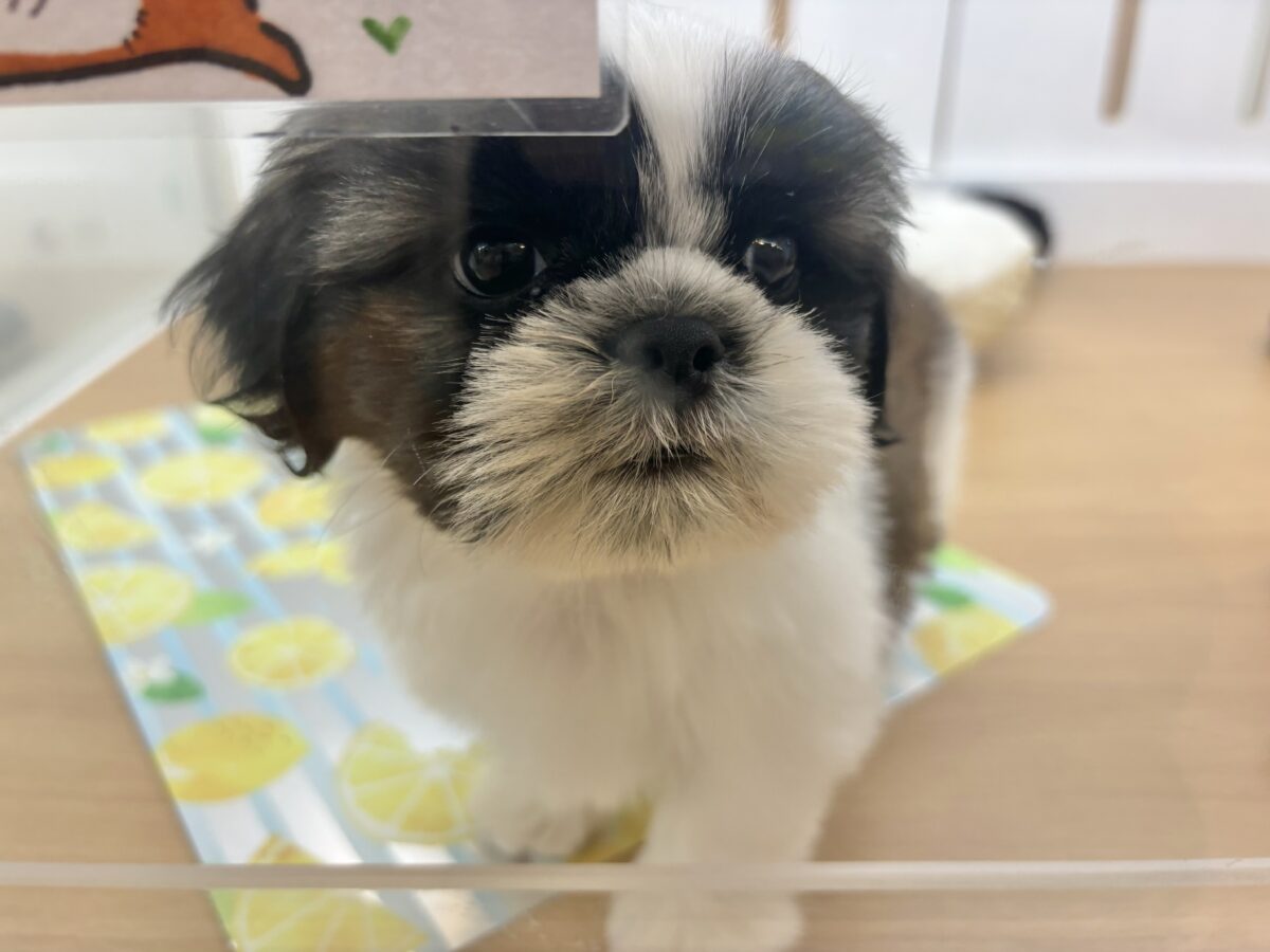 シーズー