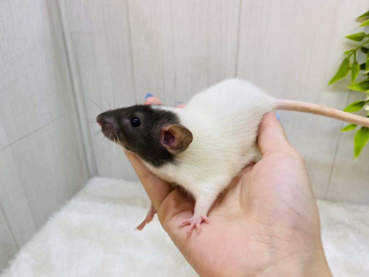 ファンシーラット