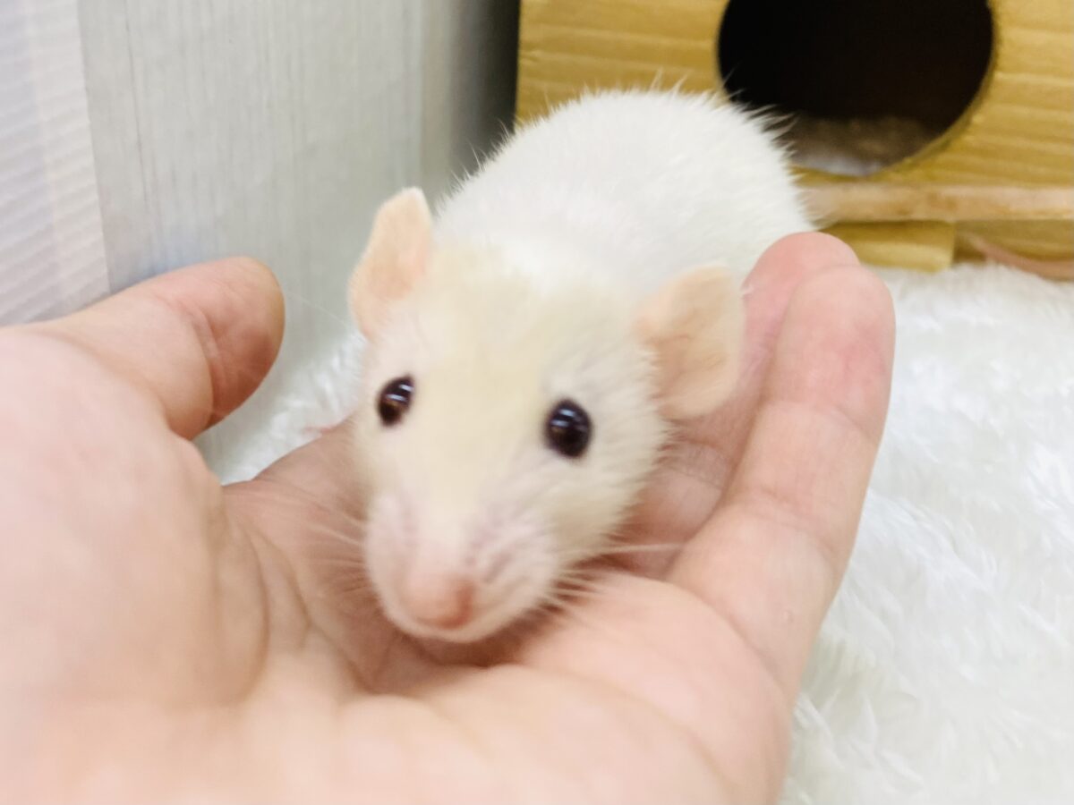 ファンシーラット