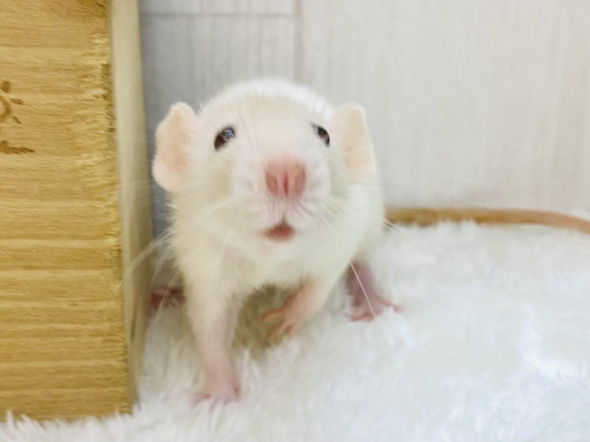 クリっとした大きな瞳がチャームポイント☝🏻‪‪💕ファンシーラット
