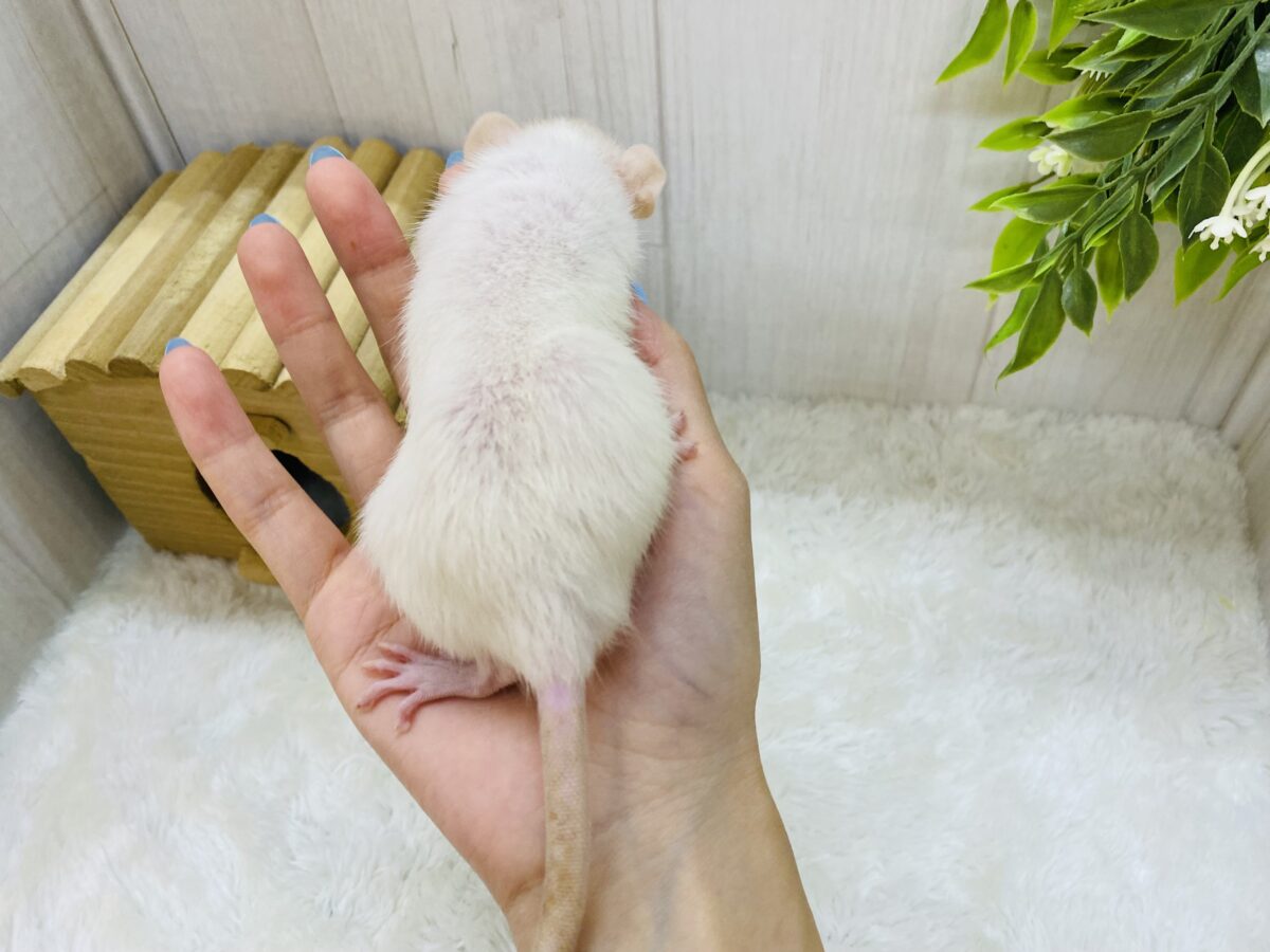 ファンシーラット