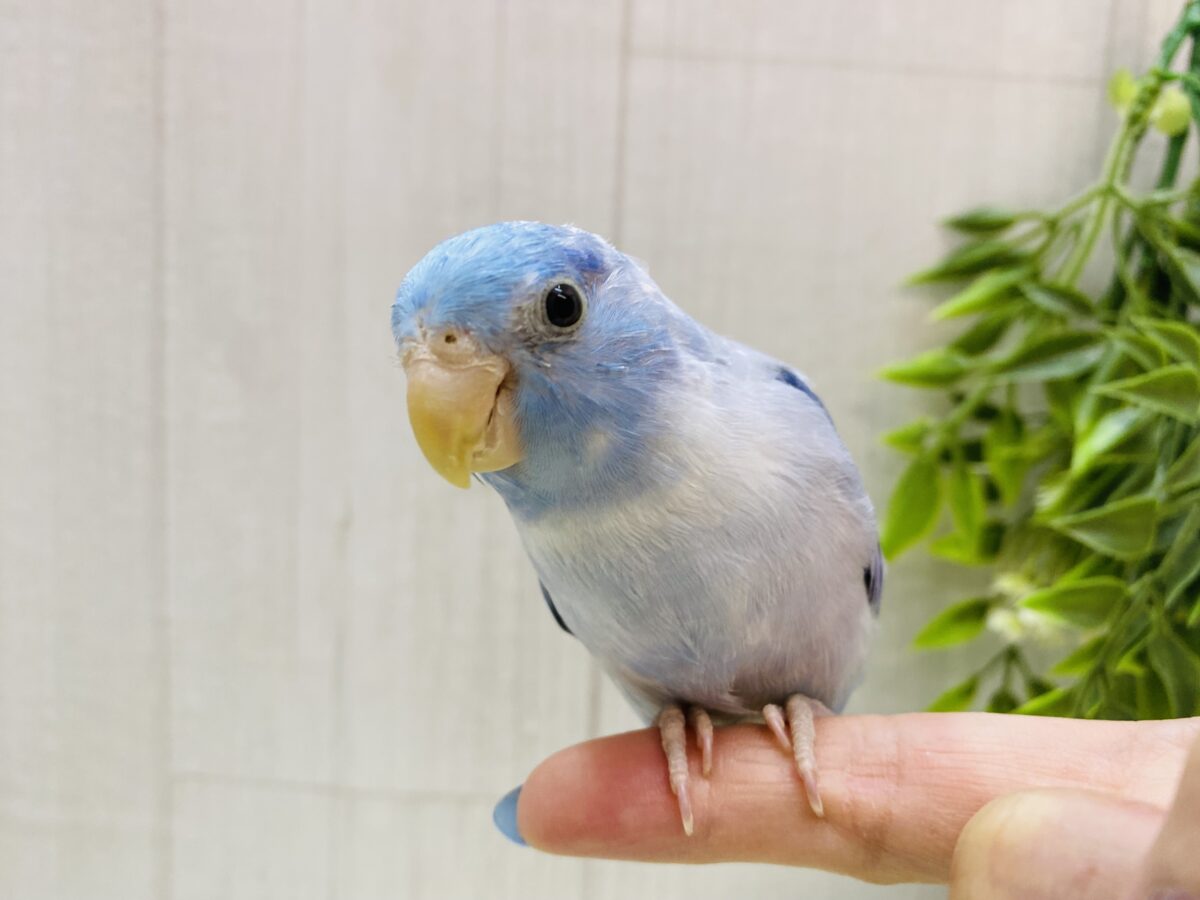 マメルリハ