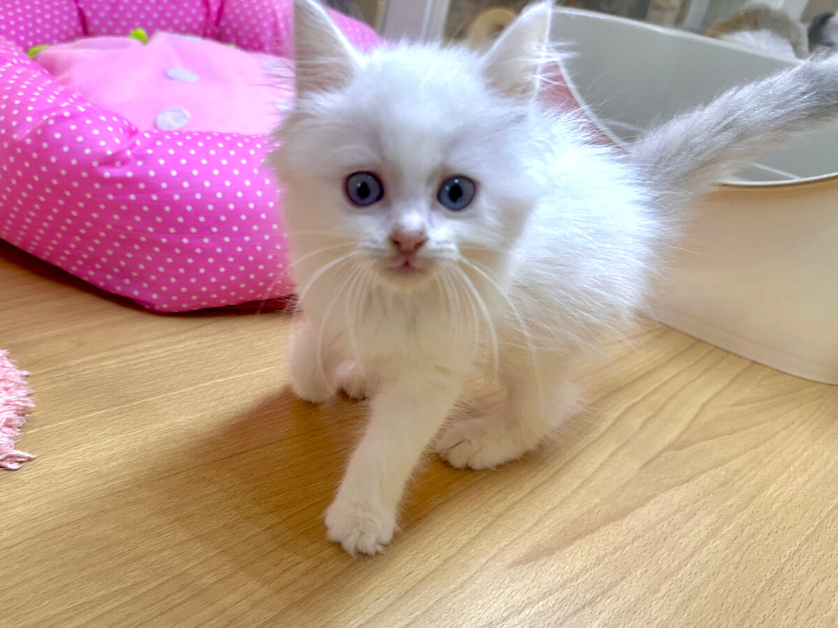 ネヴァマスカレード