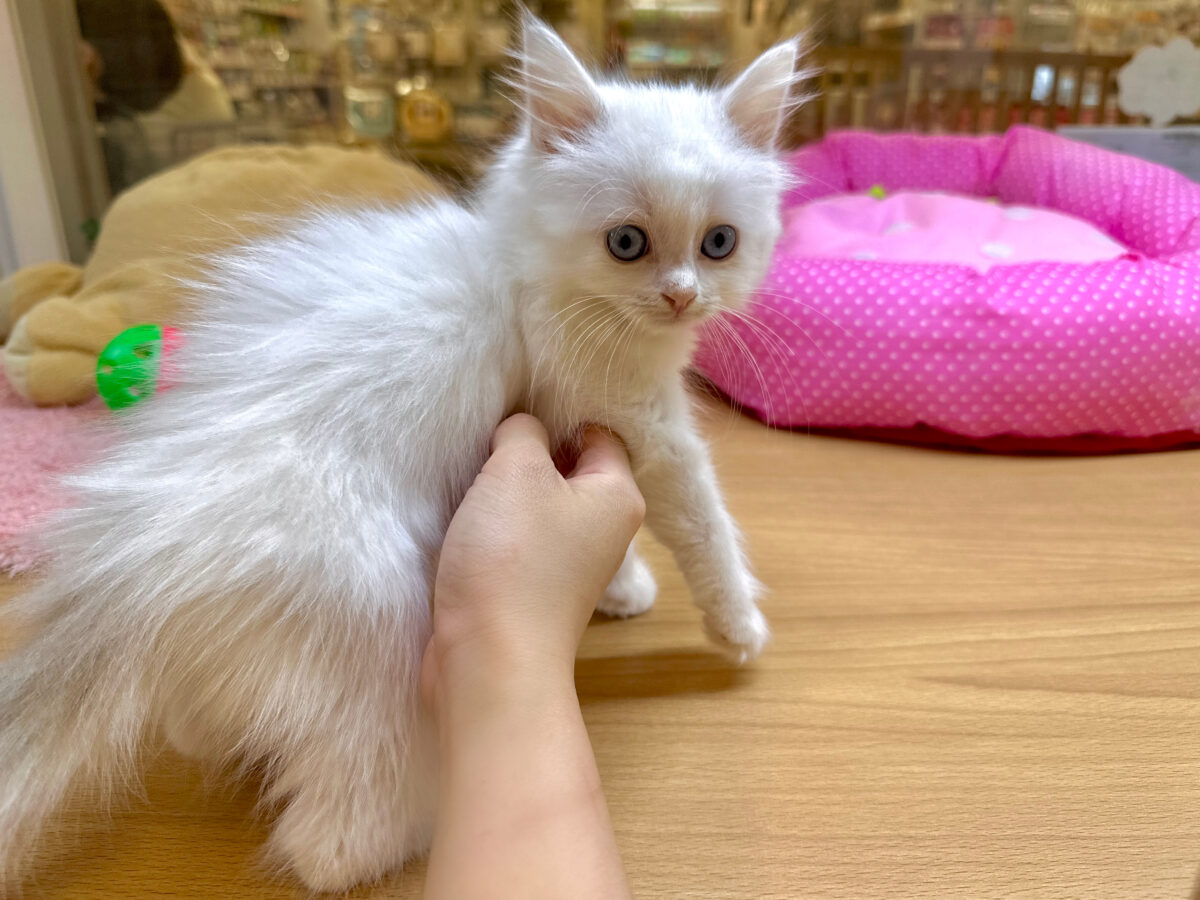 ネヴァマスカレード