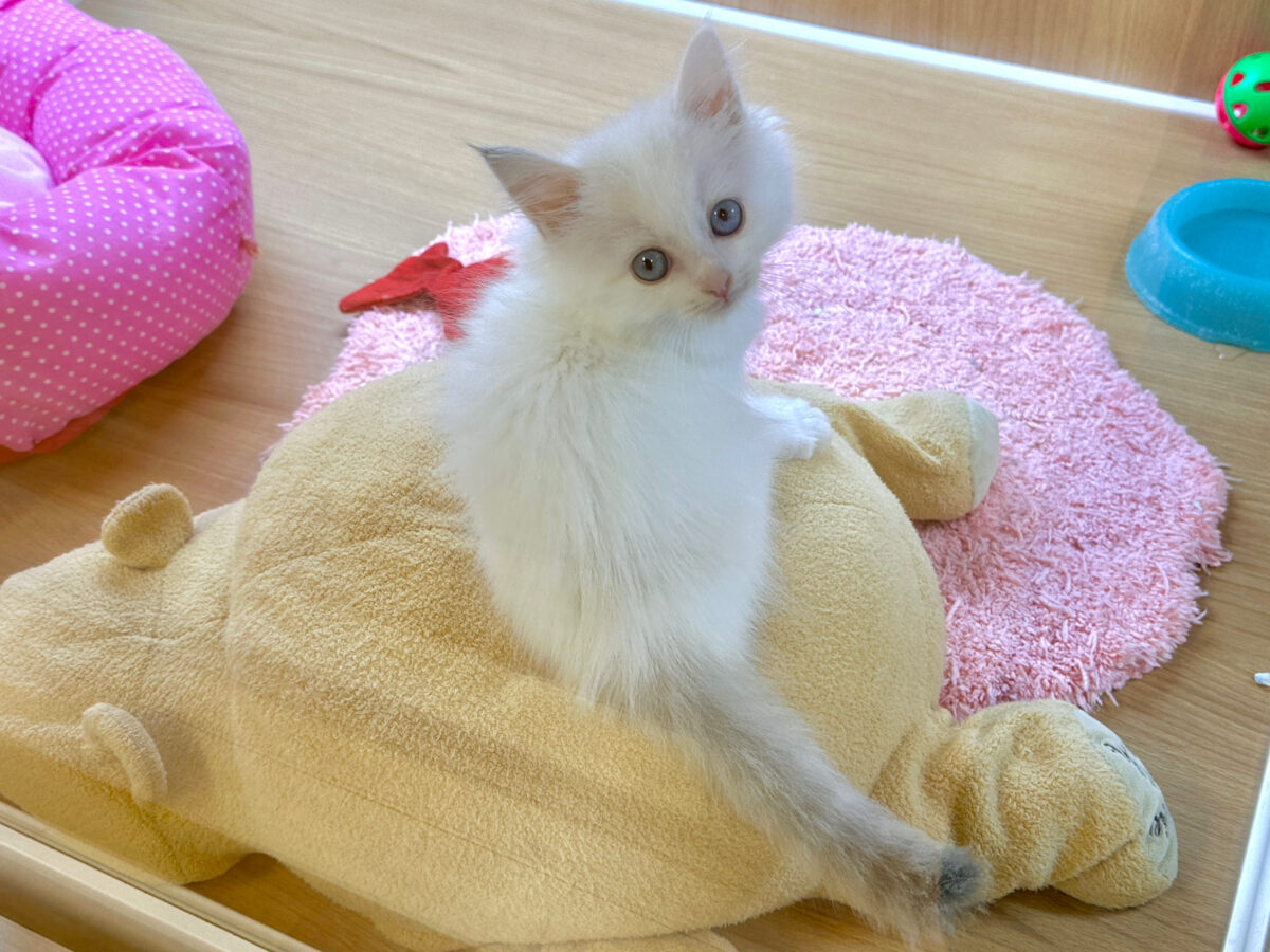 ネヴァマスカレード