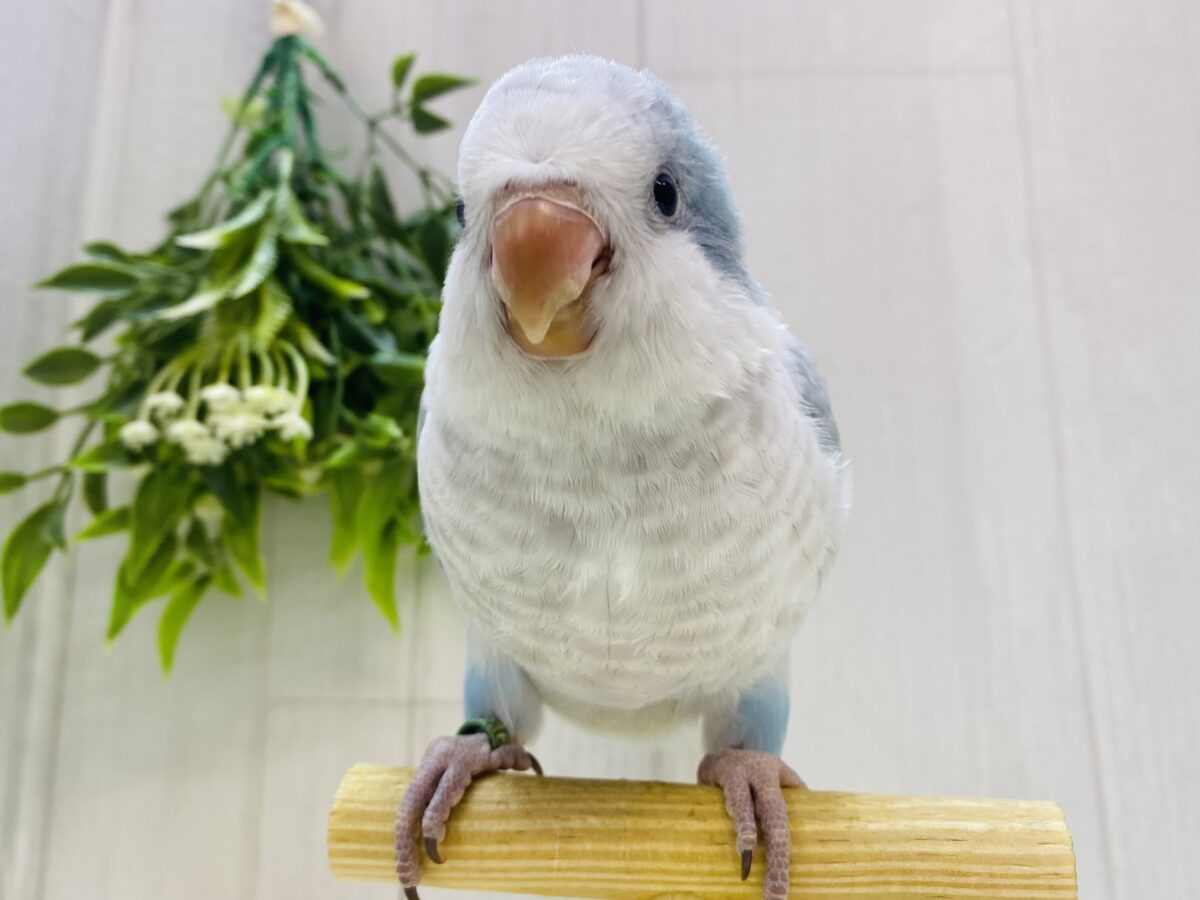 オキナインコ