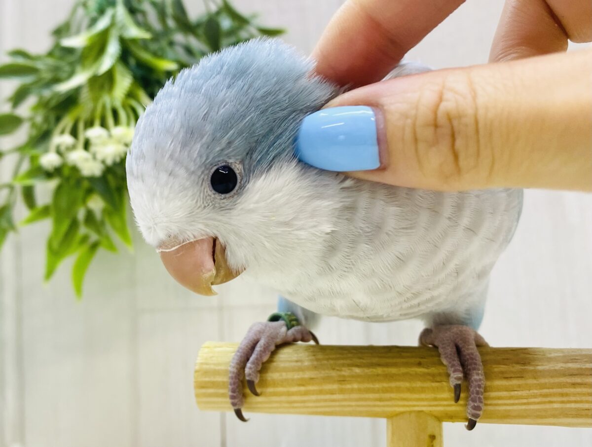 最新画像有ります⭐️メロメロ天使💕優しさ溢れるブルーのオキナインコやって来ました🩵