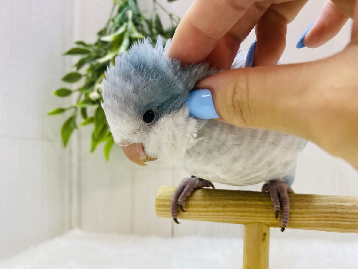 オキナインコ