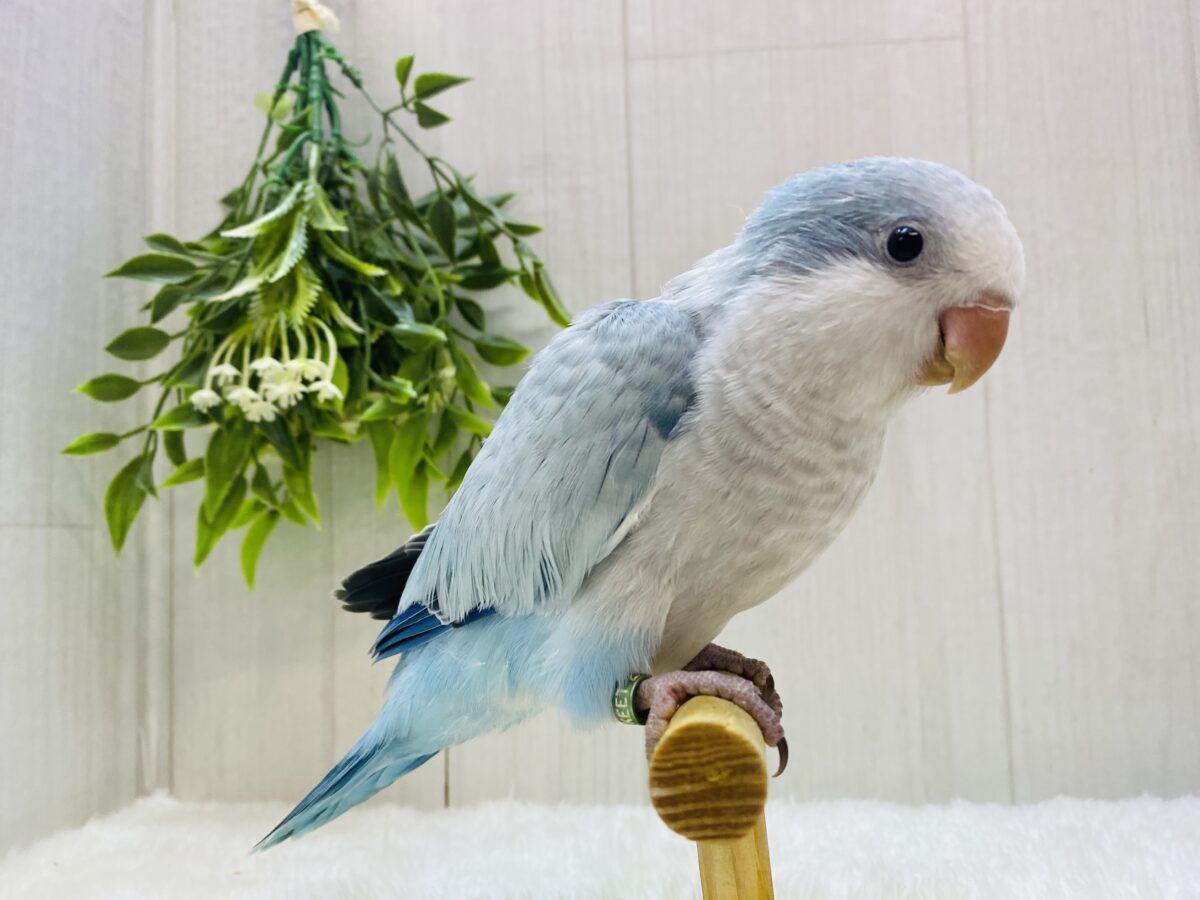 オキナインコ