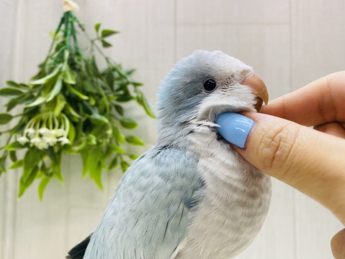 オキナインコ
