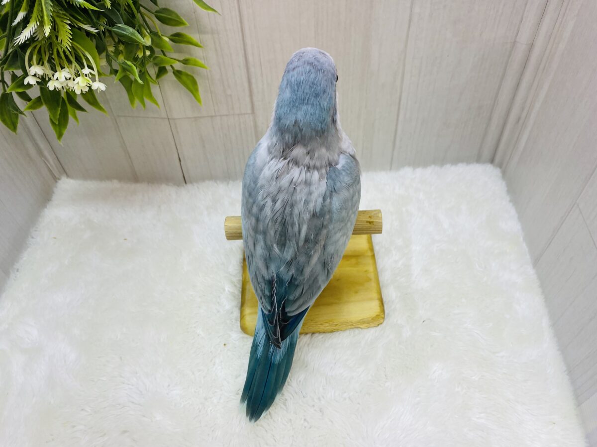 オキナインコ