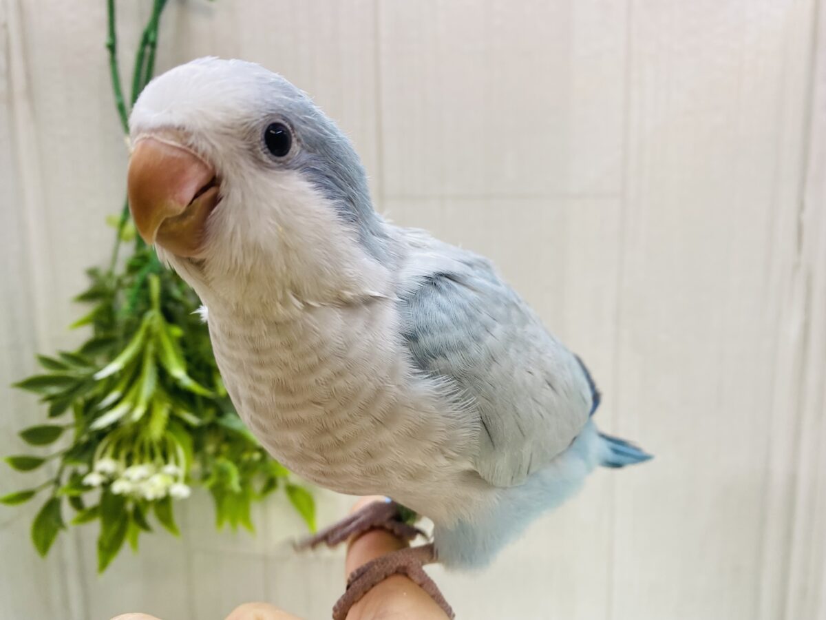 オキナインコ