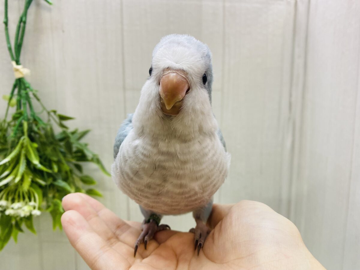 オキナインコ