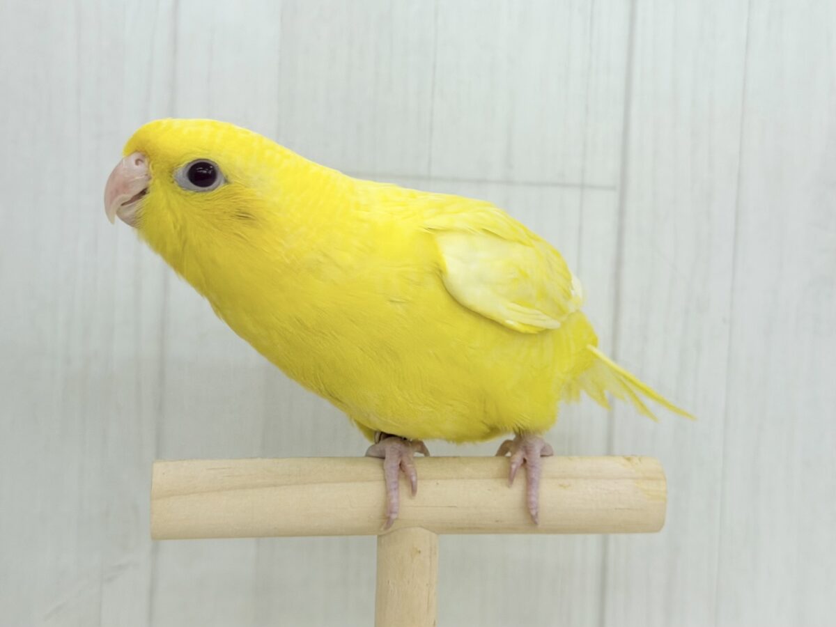 サザナミインコ