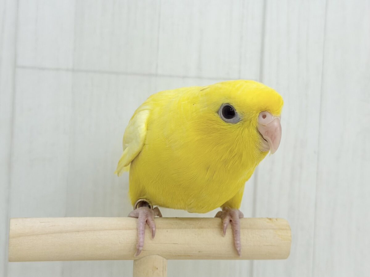 サザナミインコ