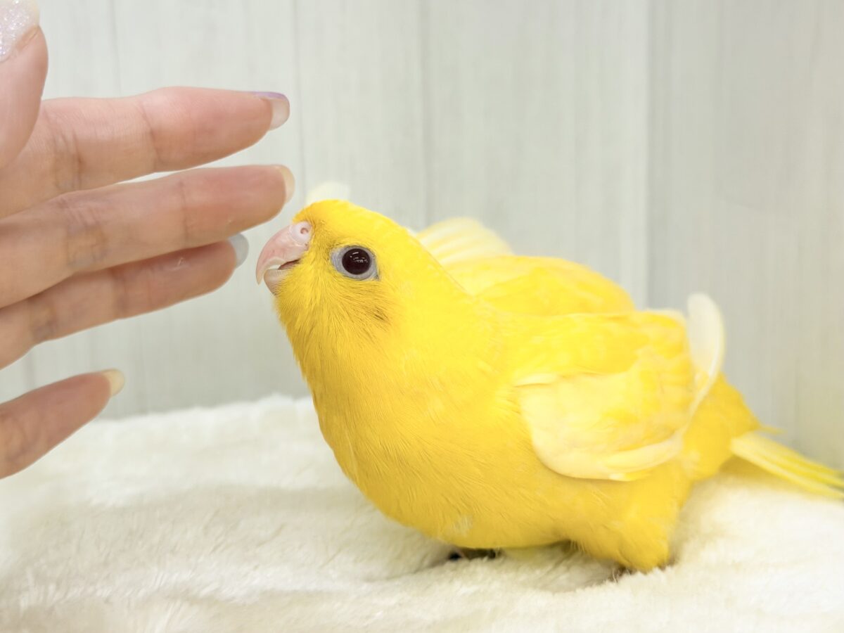サザナミインコ