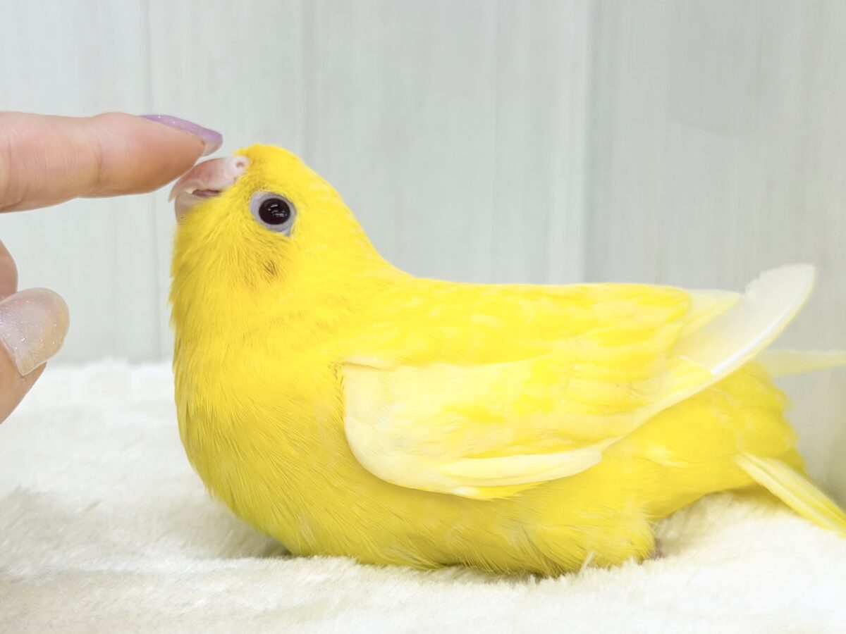 サザナミインコ