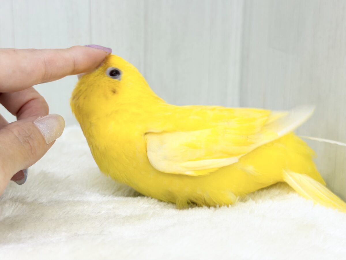 サザナミインコ