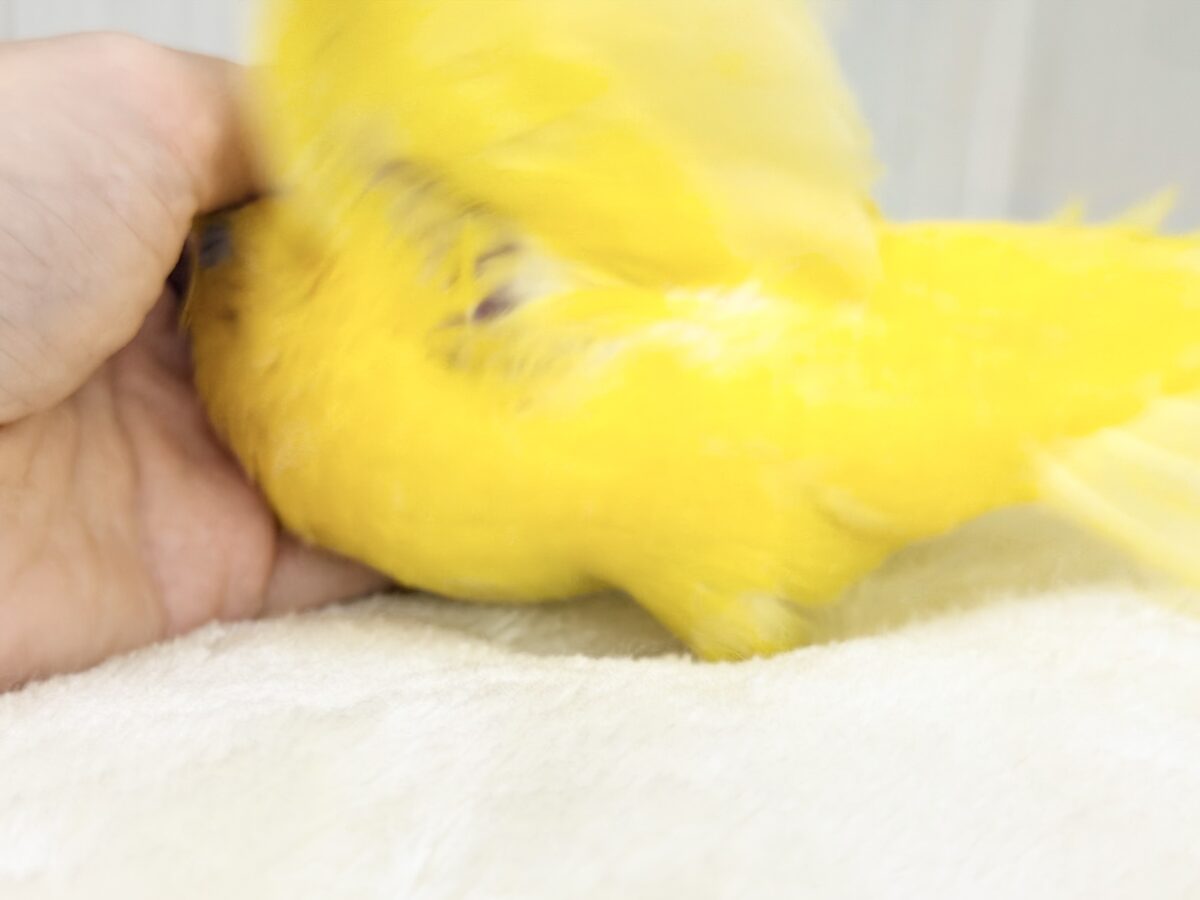 サザナミインコ