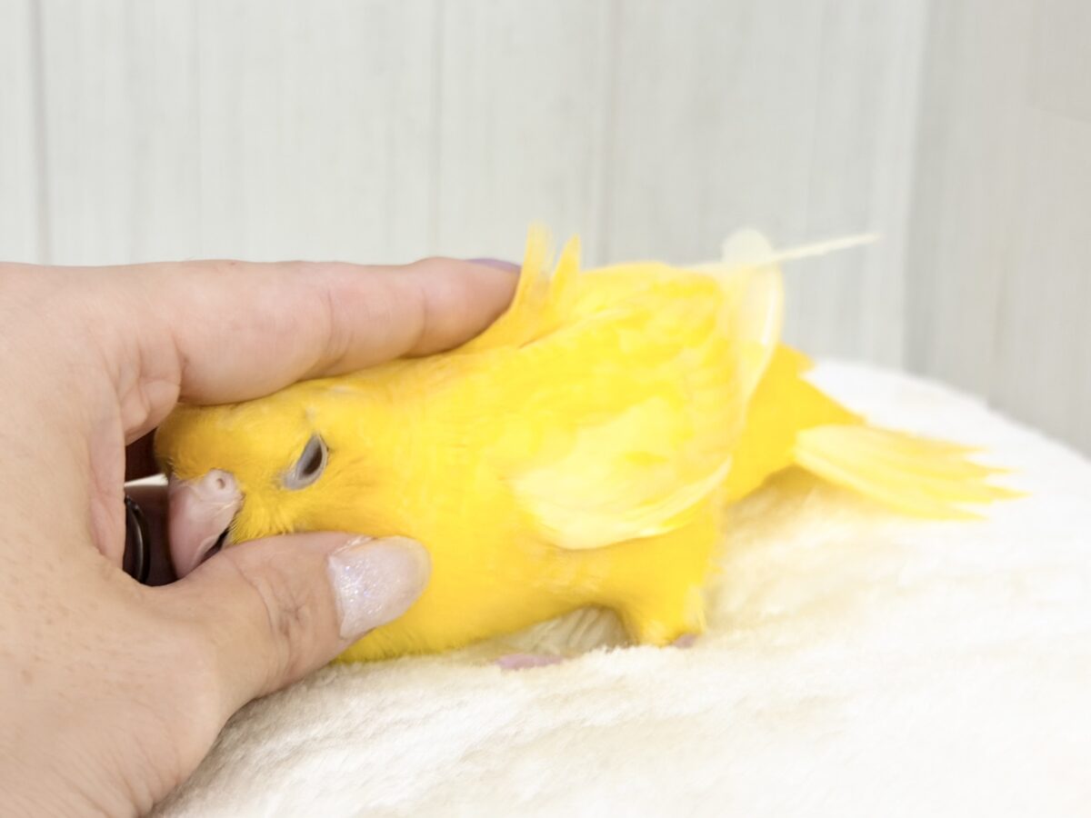 サザナミインコ