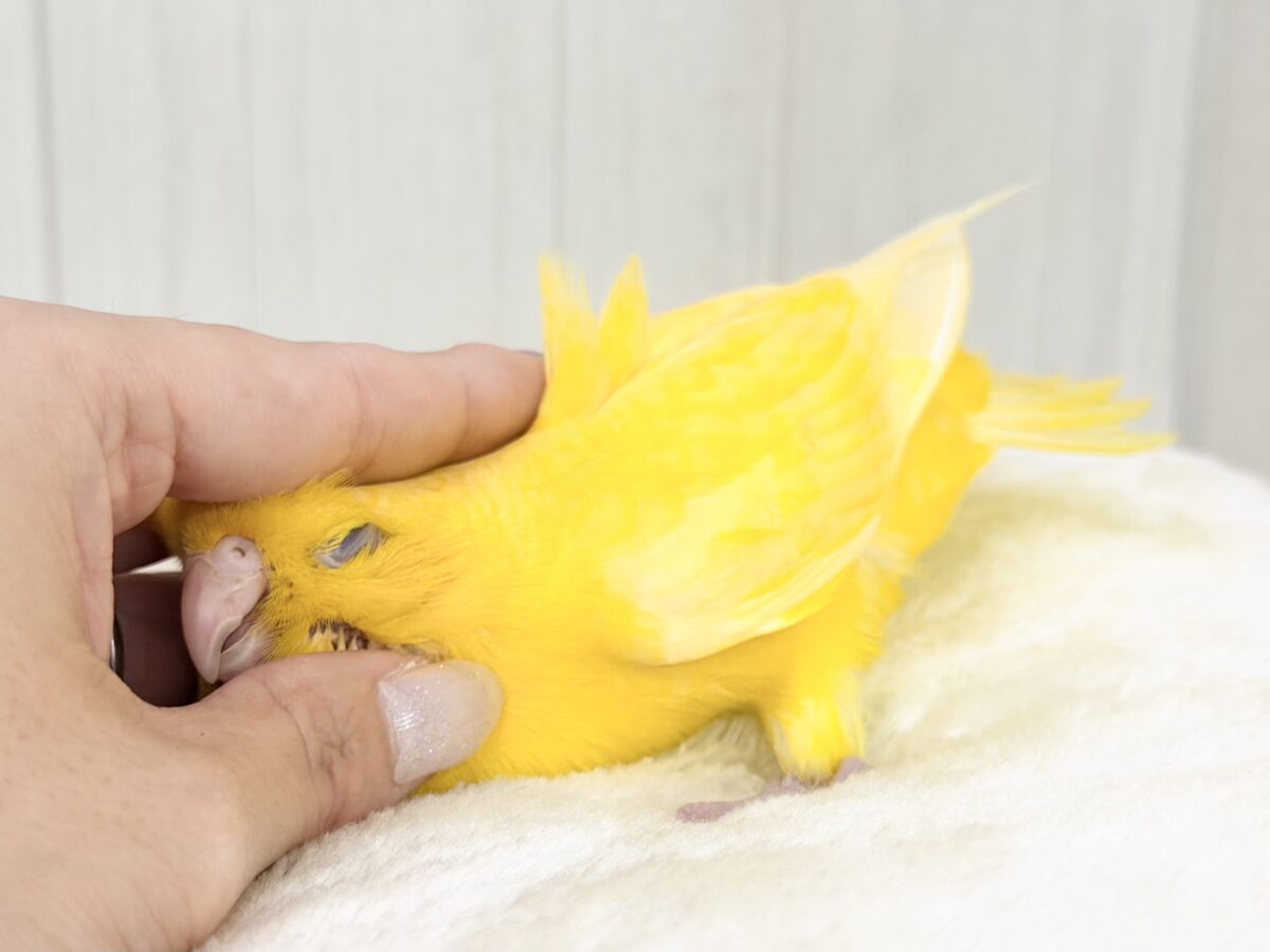 サザナミインコ