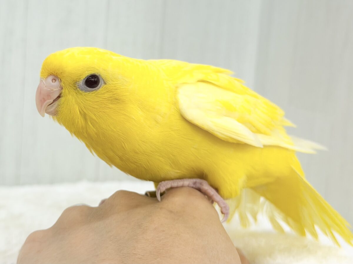 サザナミインコ