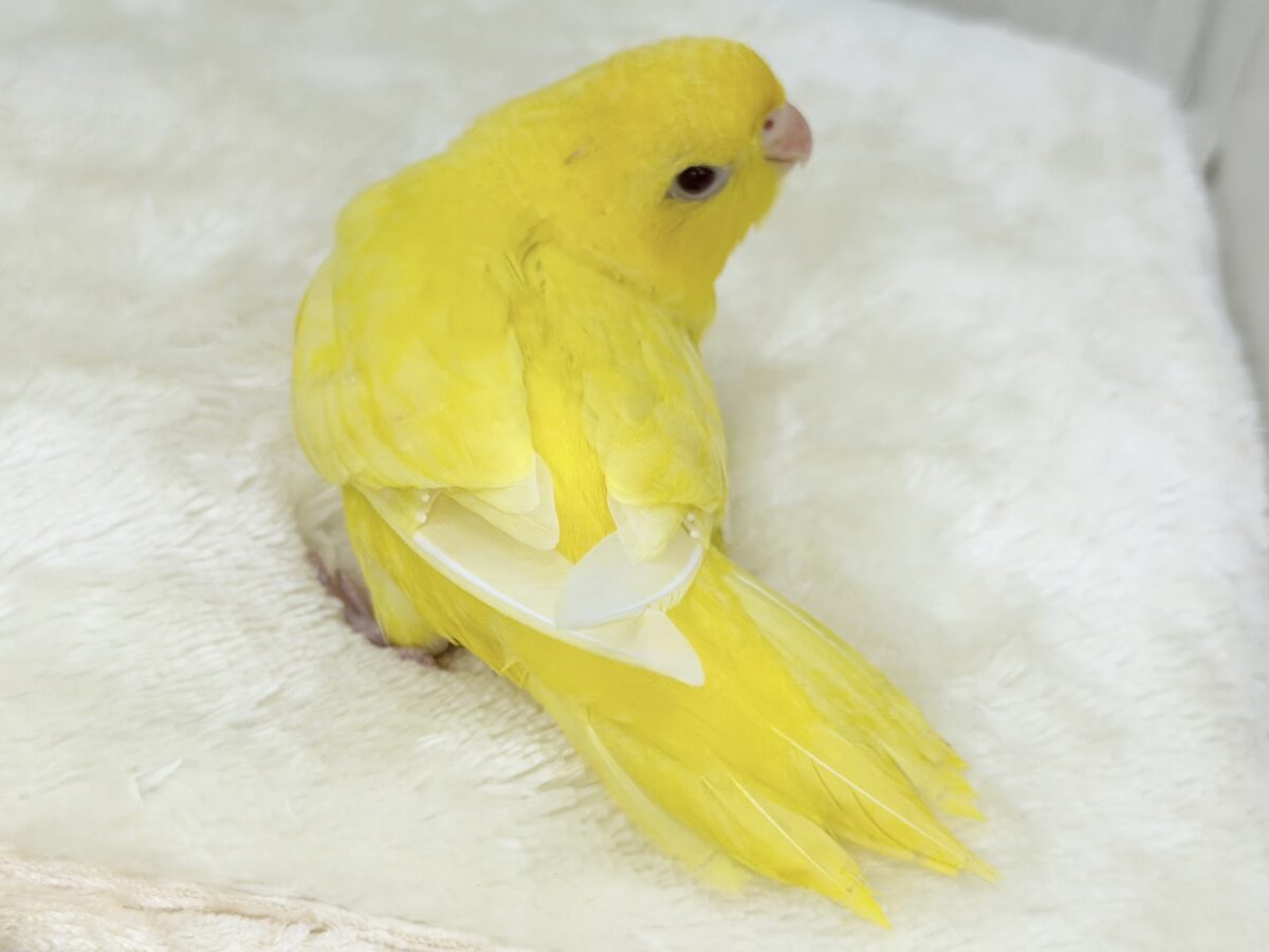 サザナミインコ