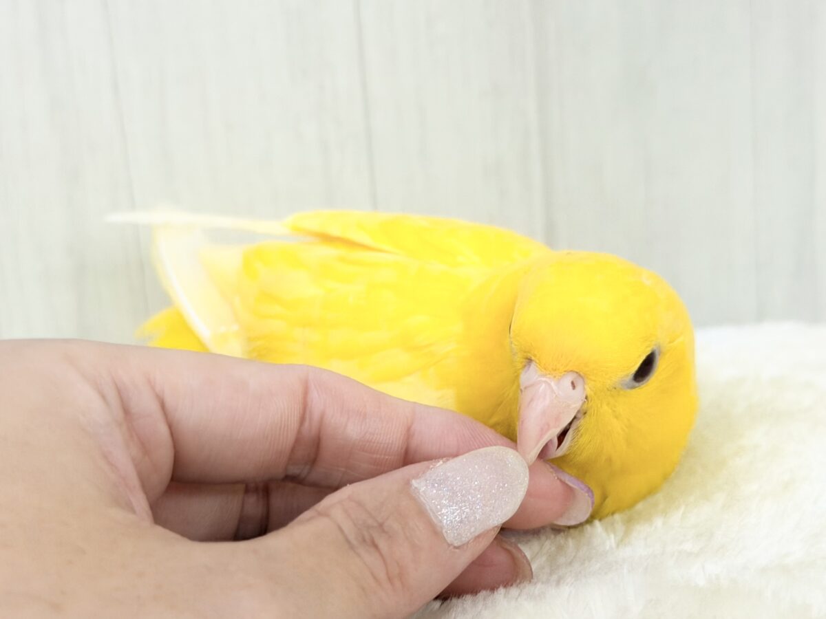 サザナミインコ