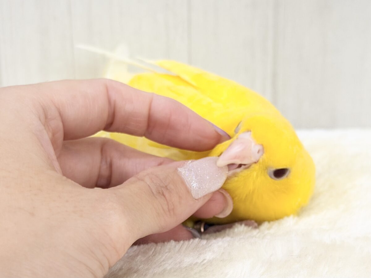 サザナミインコ