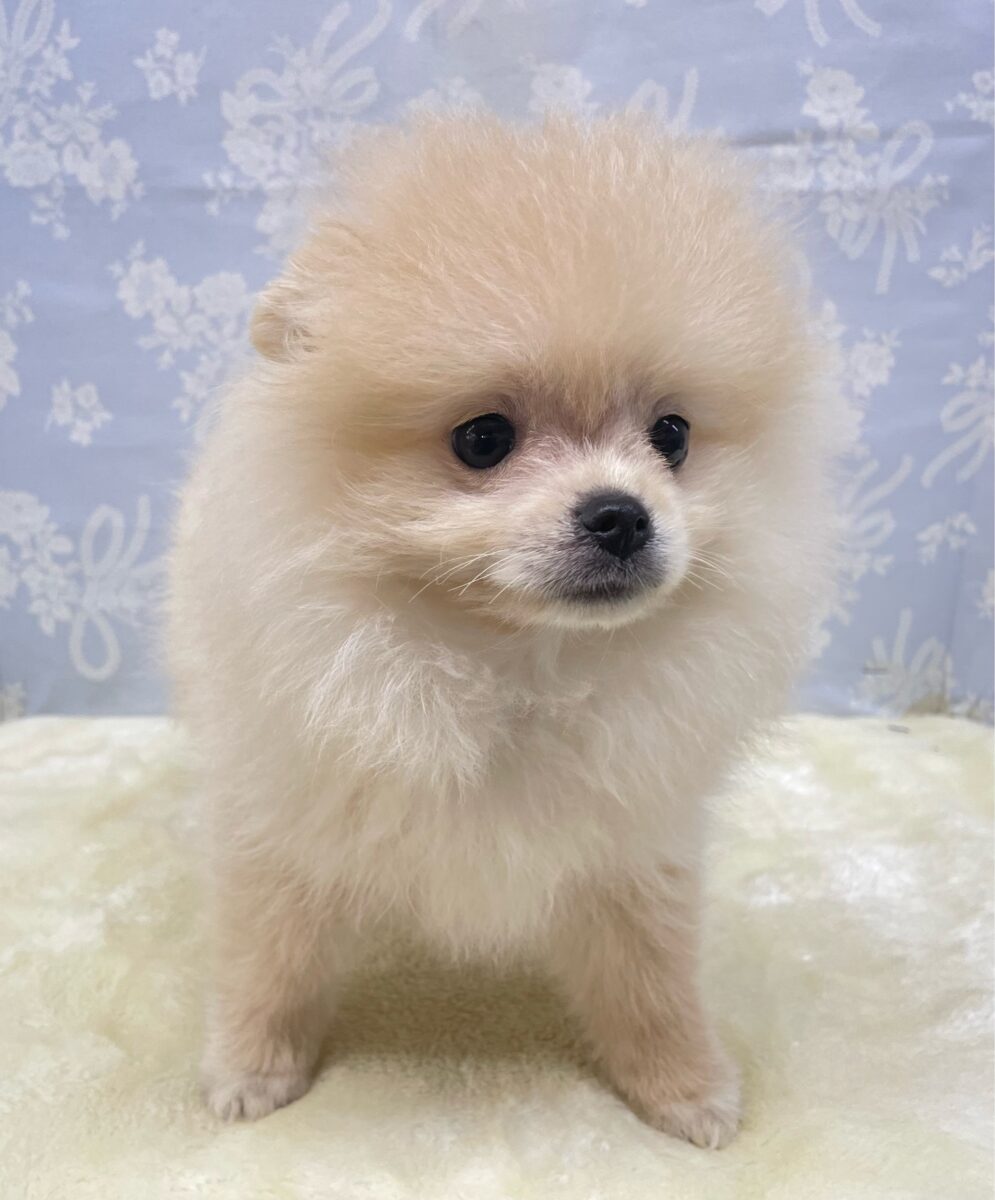 ポメラニアン