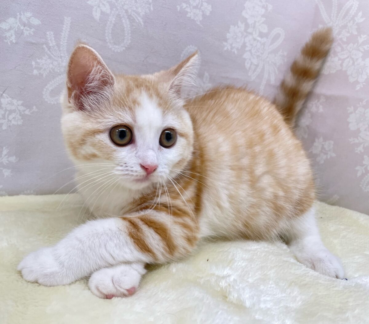 ブリティッシュショートヘア