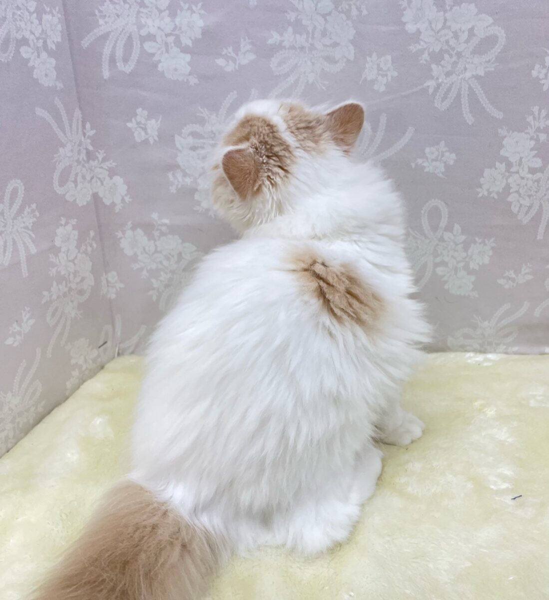 スコティッシュフォールド