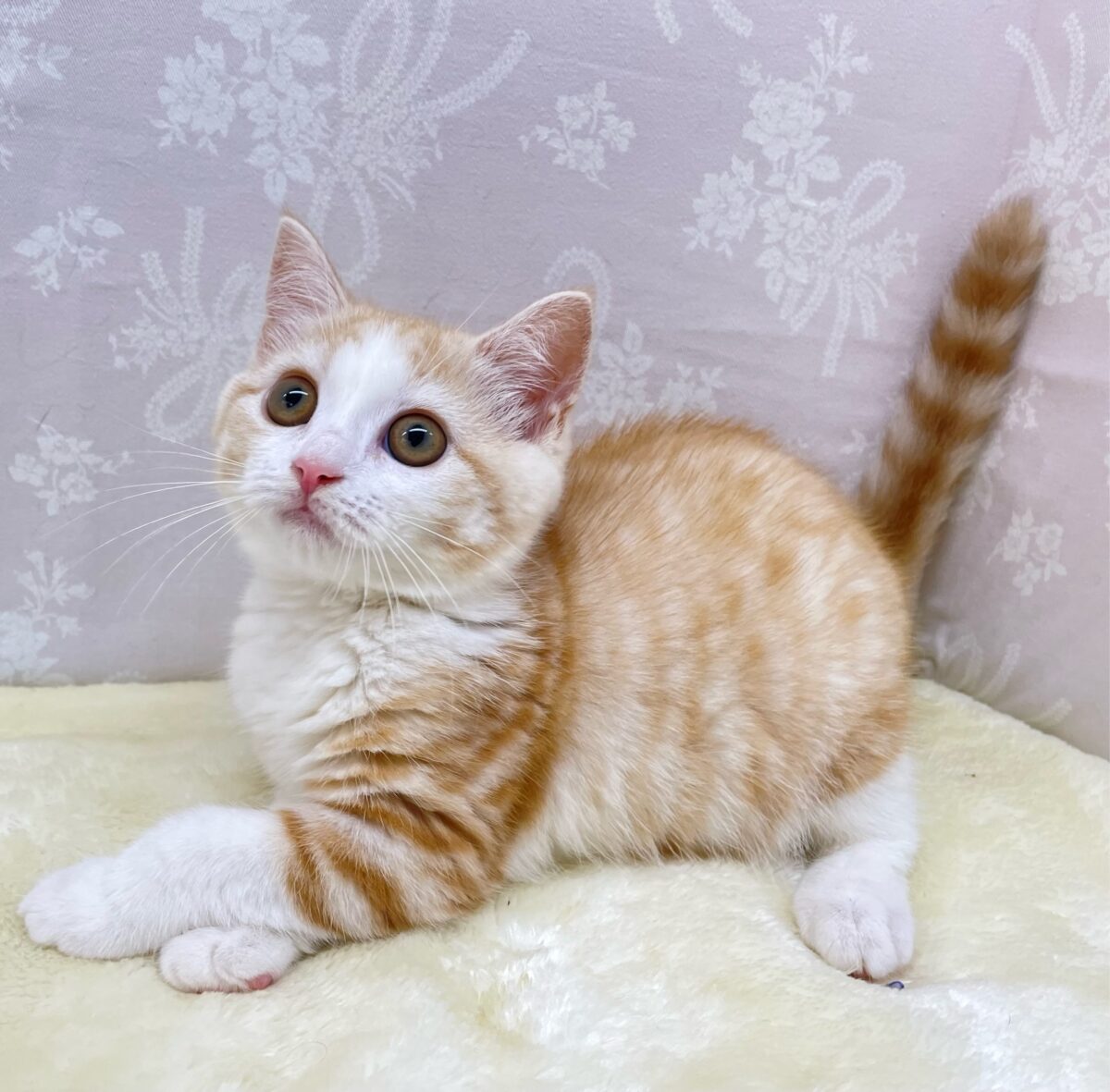 ブリティッシュショートヘア