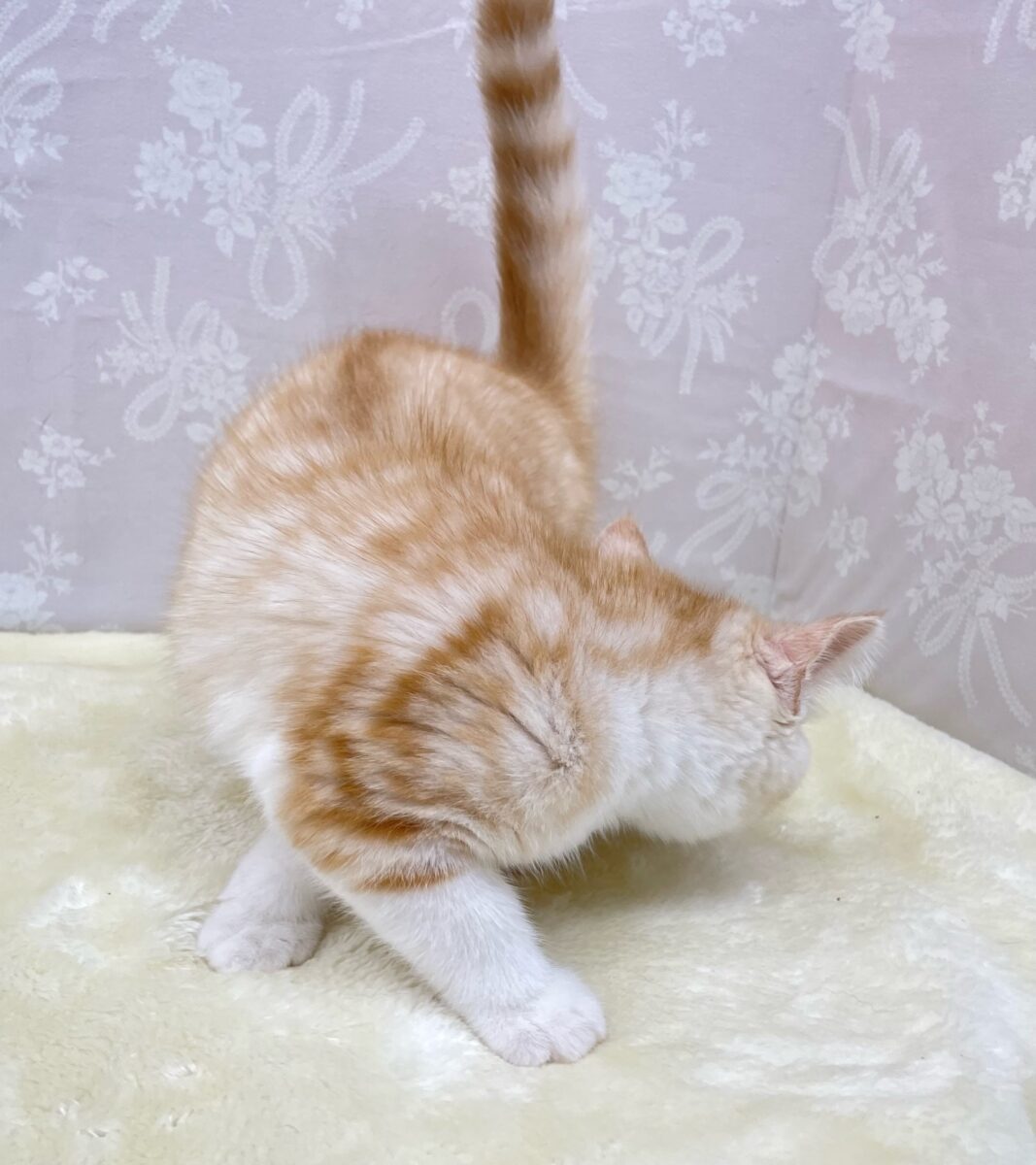 ブリティッシュショートヘア