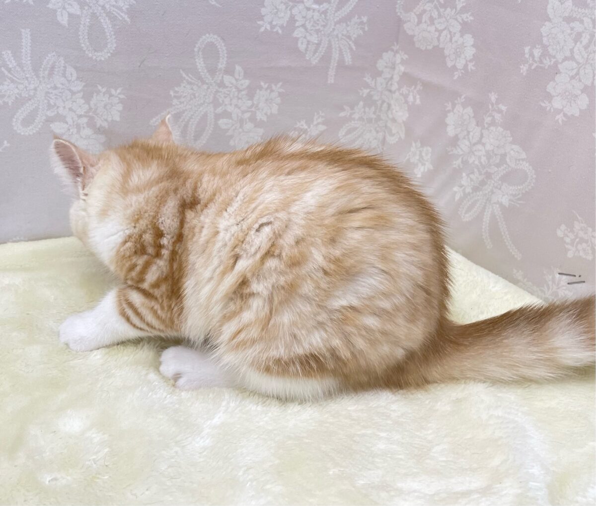 ブリティッシュショートヘア