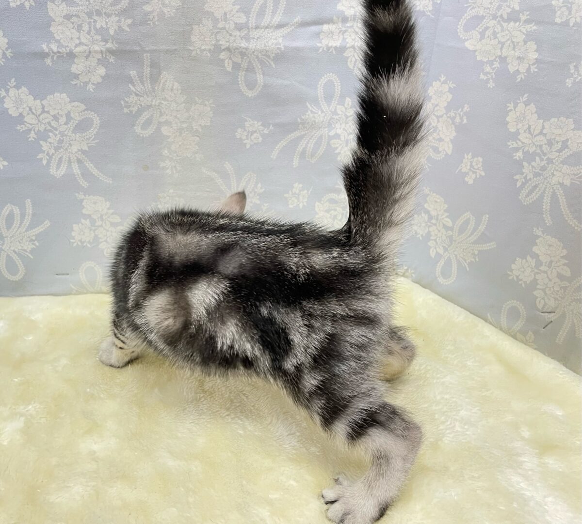 アメリカンショートヘア