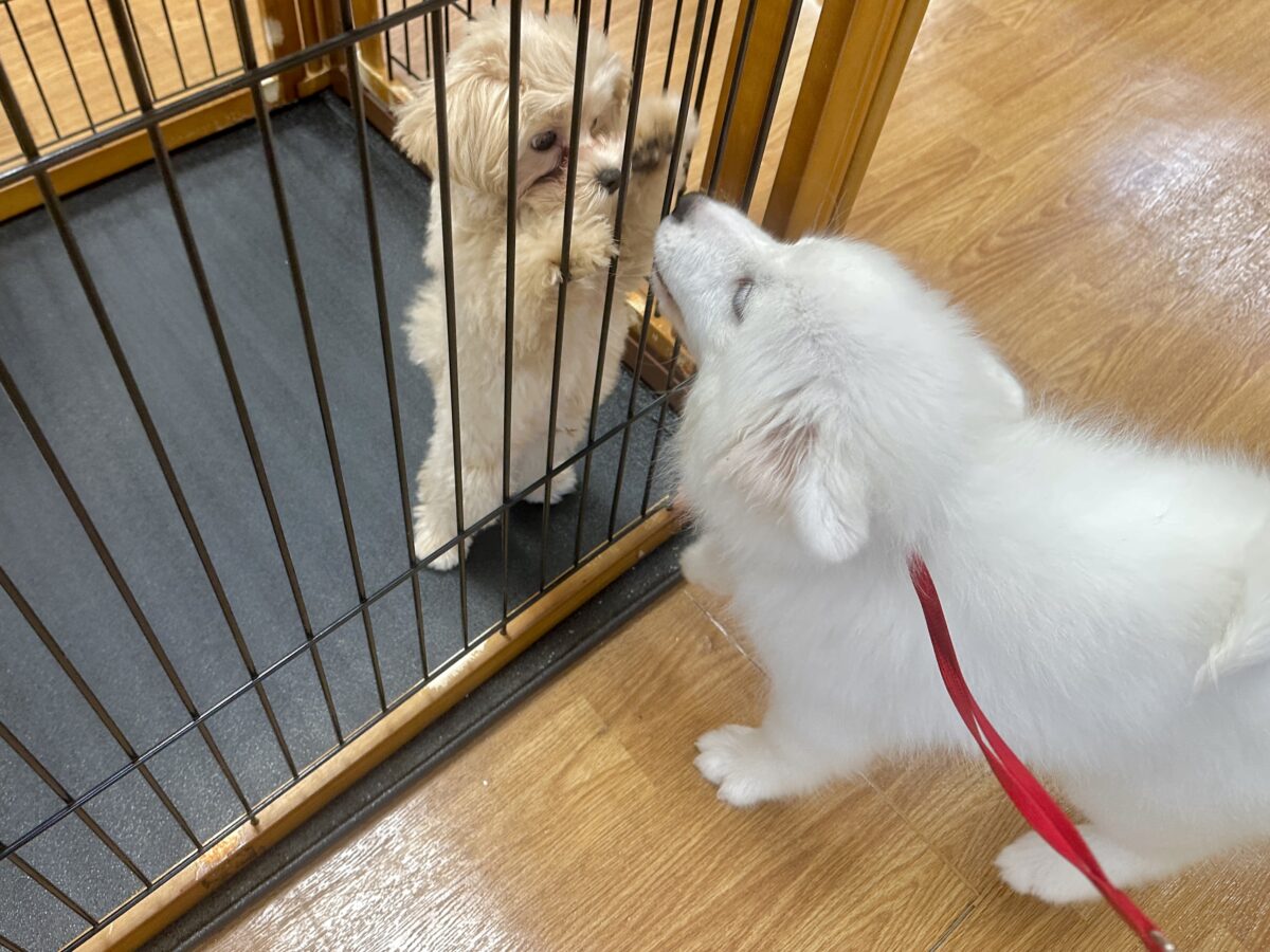 サモエド