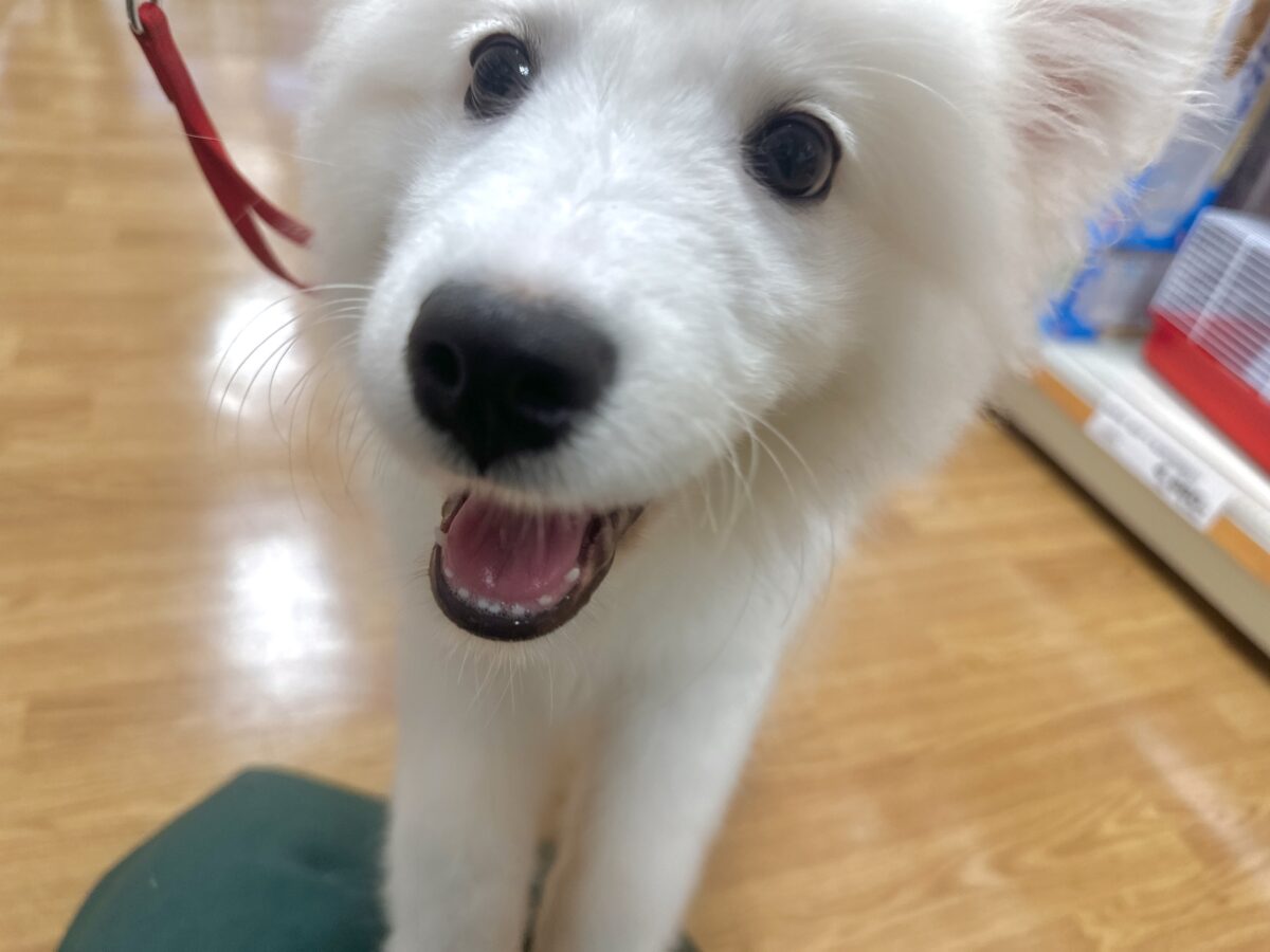 サモエド